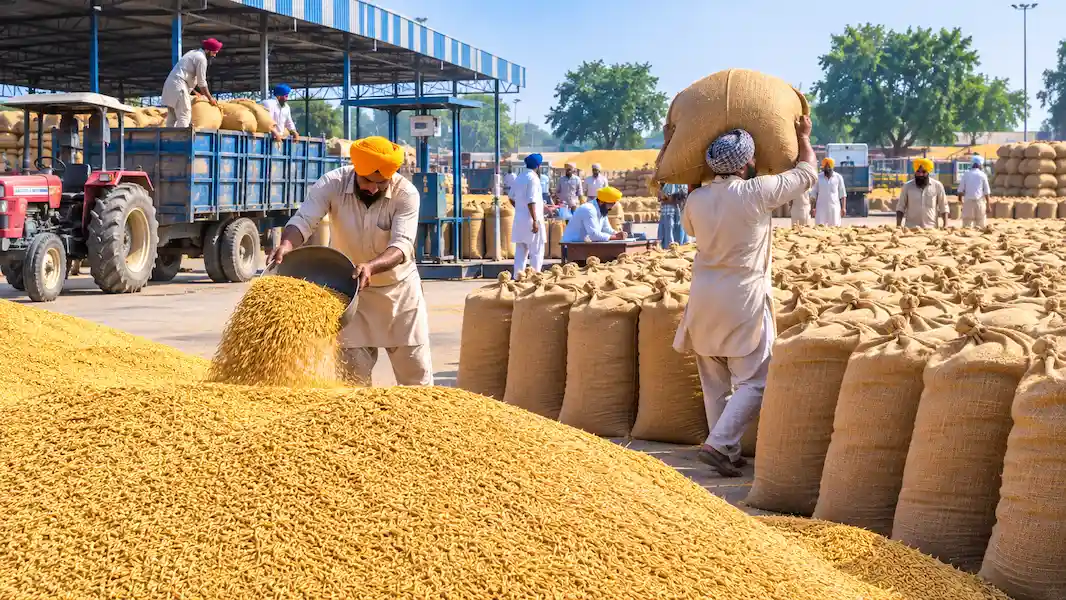 ਕੇਂਦਰੀ ਪੂਲ ਲਈ ਪੰਜਾਬ 'ਚੋਂ 180 ਲੱਖ ਮੈਟ੍ਰਿਕ ਟਨ ਝੋਨਾ ਖਰੀਦਣ ਦਾ ਟੀਚਾ ਤੈਅ, ਪੰਜਾਬ ਸਰਕਾਰ ਨੇ ਸ਼ੁਰੂ ਕੀਤੀਆਂ ਤਿਆਰੀਆਂ!