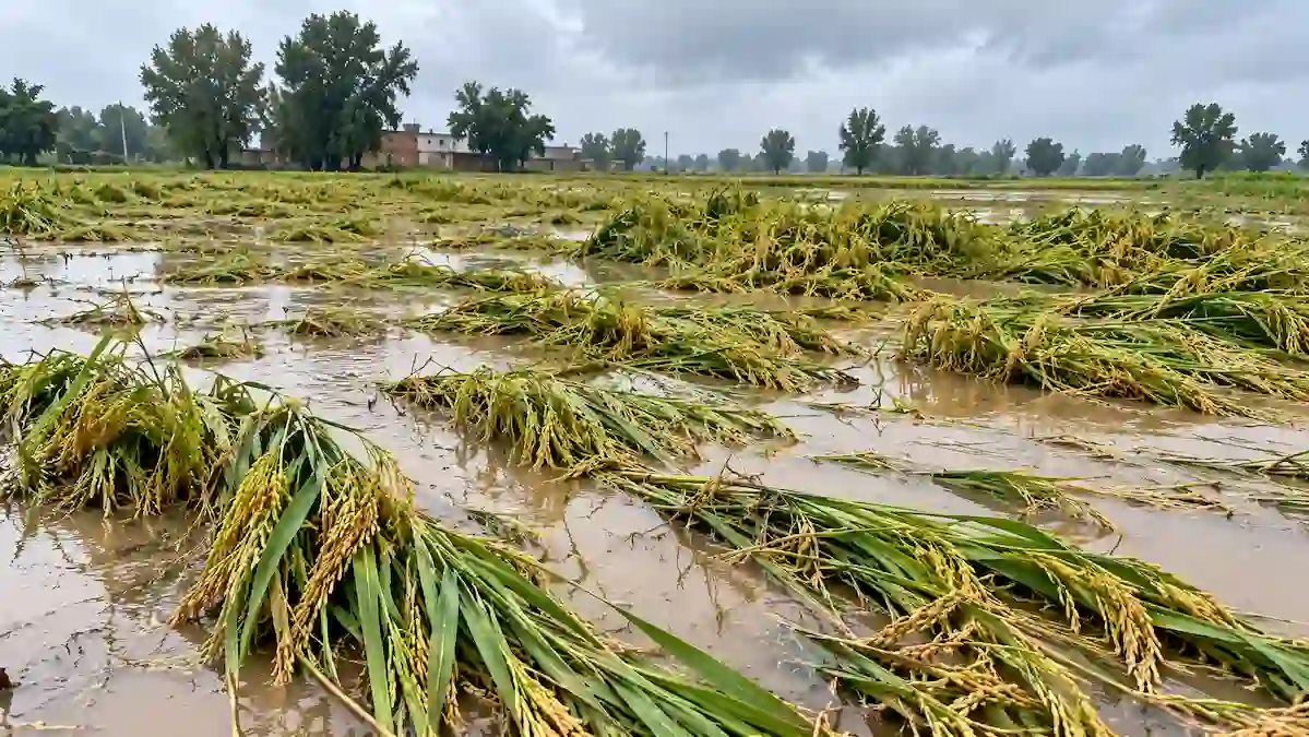Over 13,500 hectares of paddy crop affected by rain in Punjab, Patiala district worst hit, yield estimated to decline by 3 to 4 percent